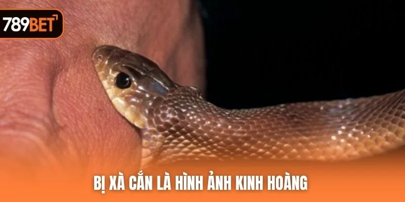 Bị xà cắn là hình ảnh kinh hoàng 