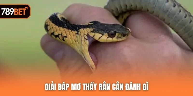 Giải đáp mơ thấy rắn cắn đánh gì