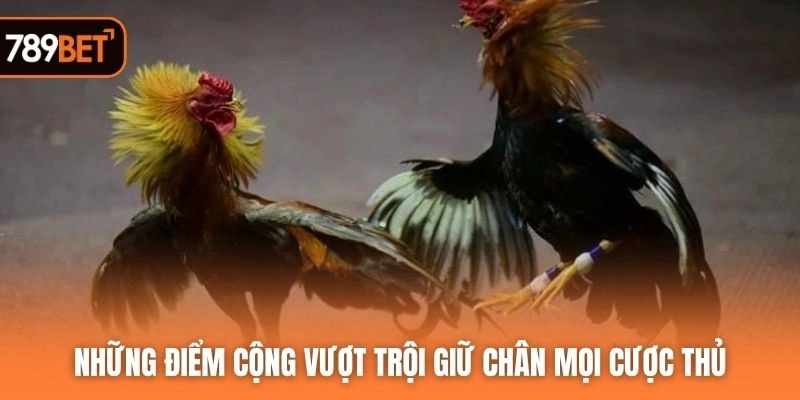 Những điểm cộng vượt trội giữ chân mọi cược thủ