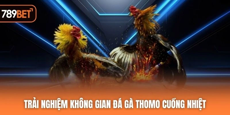 Trải nghiệm không gian đá gà Thomo cuồng nhiệt